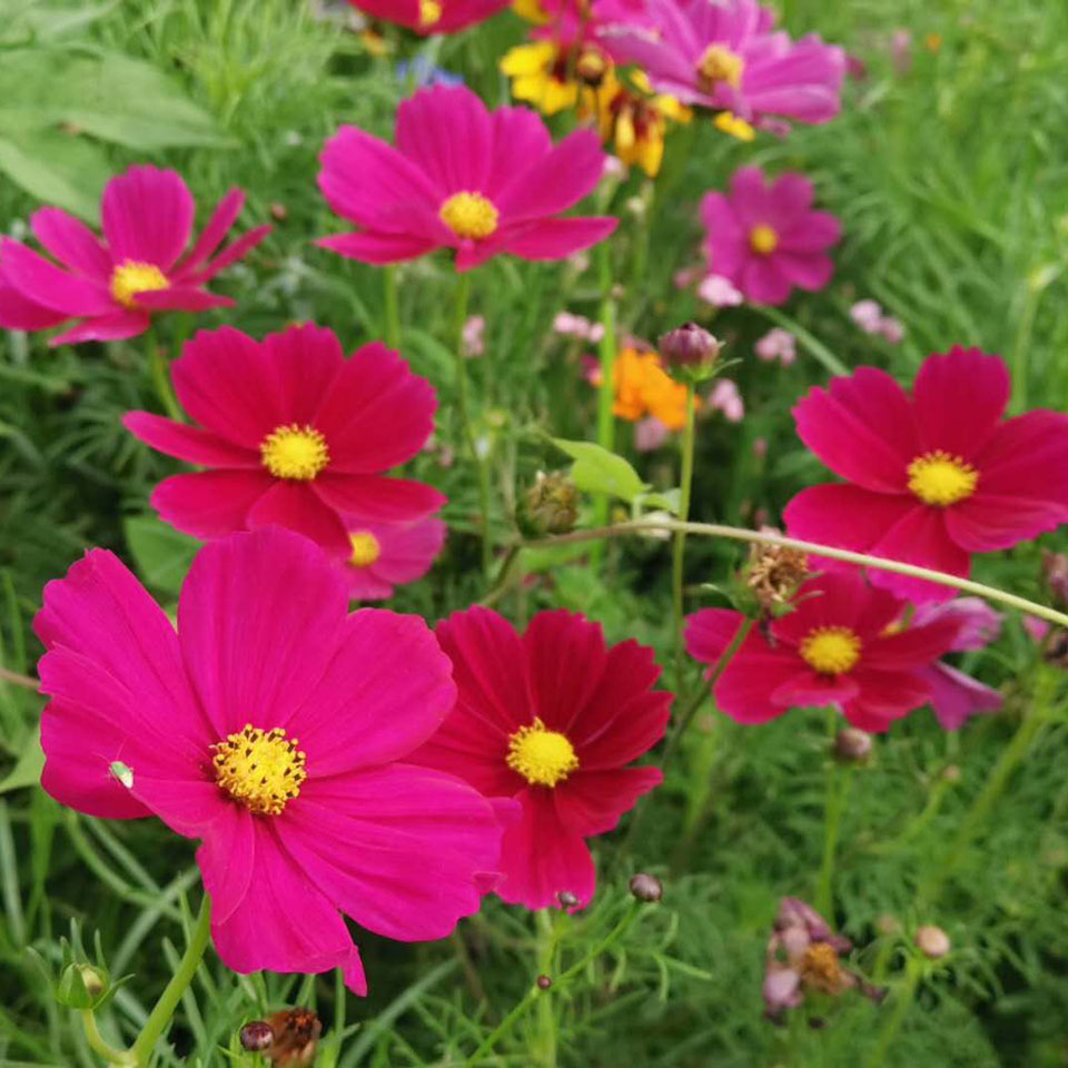 基地大量供应波斯菊   波斯菊种植  多年生草本菊花苗