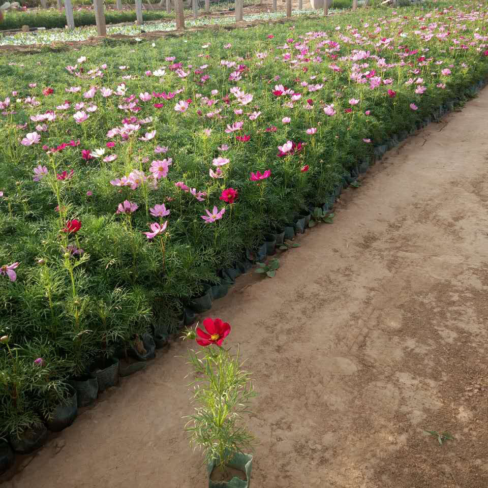 花海工程用福禄考  芝樱批发  量大从优