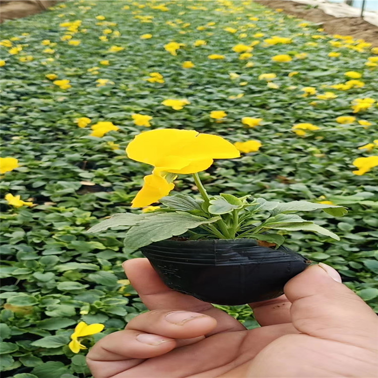 三色堇种植基地 三色堇批发厂家 三色堇质优价廉