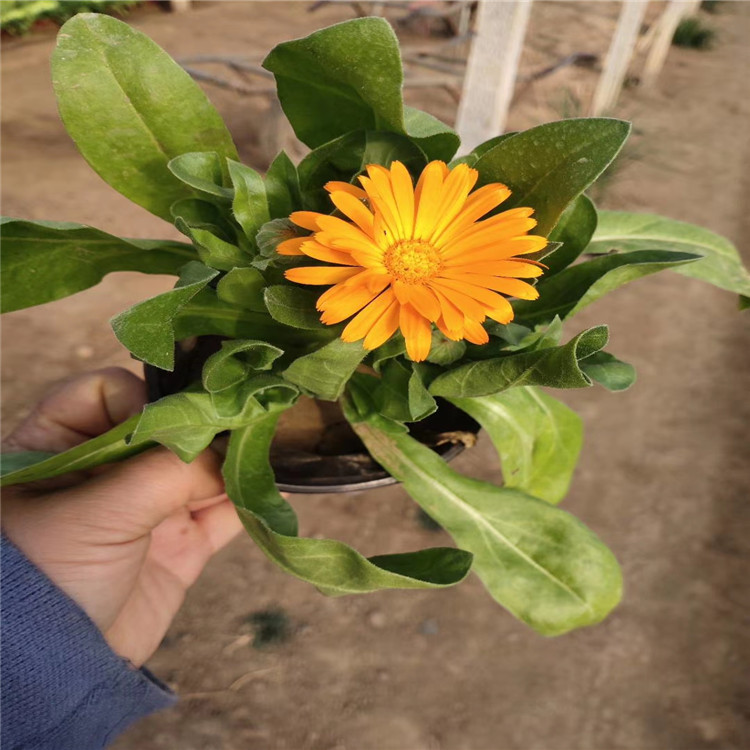 金盏菊价格 山东金盏菊基地 金盏菊花期 金盏菊现货供应