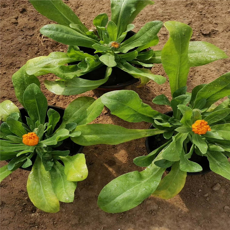 金盏菊 金盏菊价格 青州金盏菊基地 金盏菊种植厂家