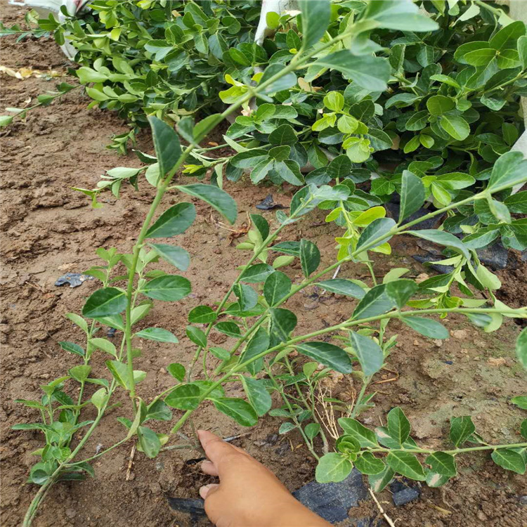 青州大叶扶芳藤行情 大叶扶芳藤供应 大量种植 大叶扶芳藤小苗