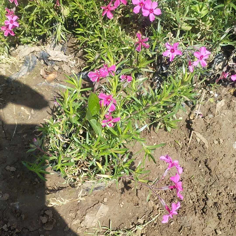 福禄考基地 观赏福禄考 丛生福禄考 青州春琳