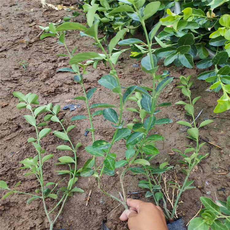 大叶扶芳藤基地批发 大叶扶芳藤批发 量大从优 大叶扶芳藤种植基地