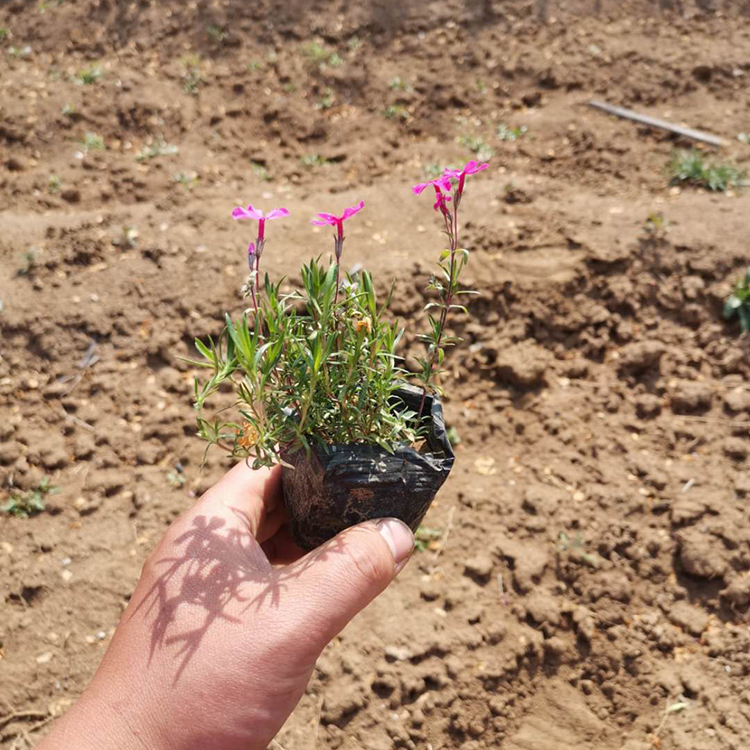 山东福禄考批发商 福禄考花卉苗 宿根福禄考基地 量大价优