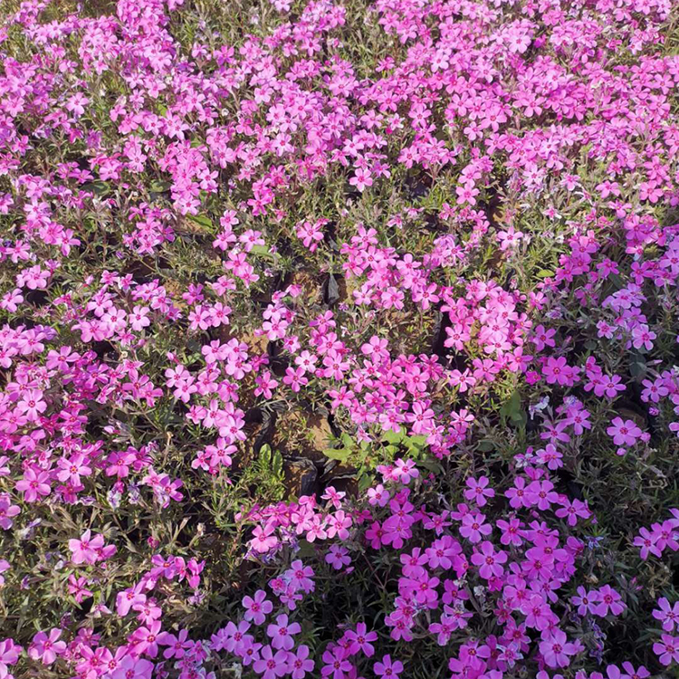 青州福禄考种植商 福禄考 基地培育福禄考 欢迎预定福禄考