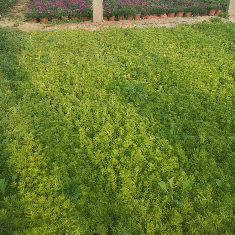 批量销售佛甲草 佛甲草批发商 山东佛甲草基地