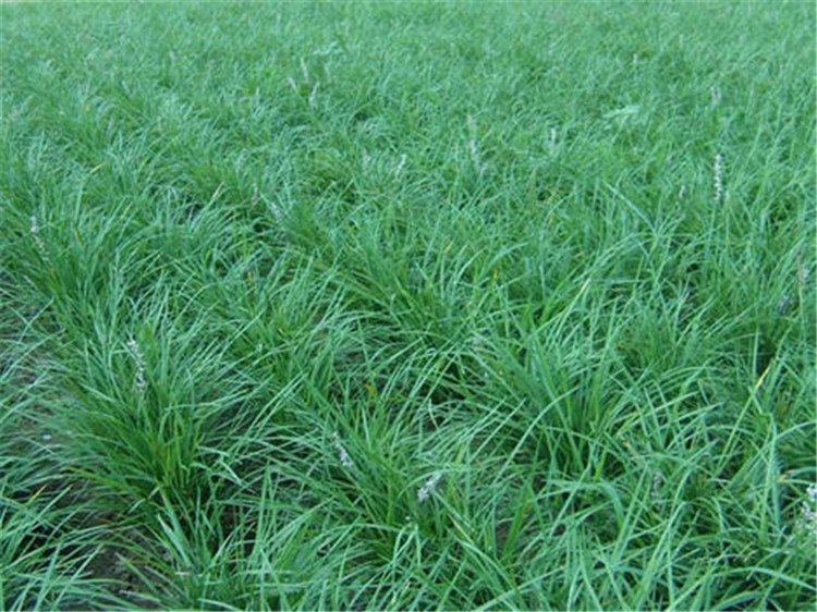 青州矮麦冬工程苗 矮麦冬 【海润】地被植物
