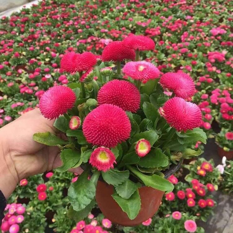 四季开花草花 雏菊杯苗 山东雏菊杯苗价格
