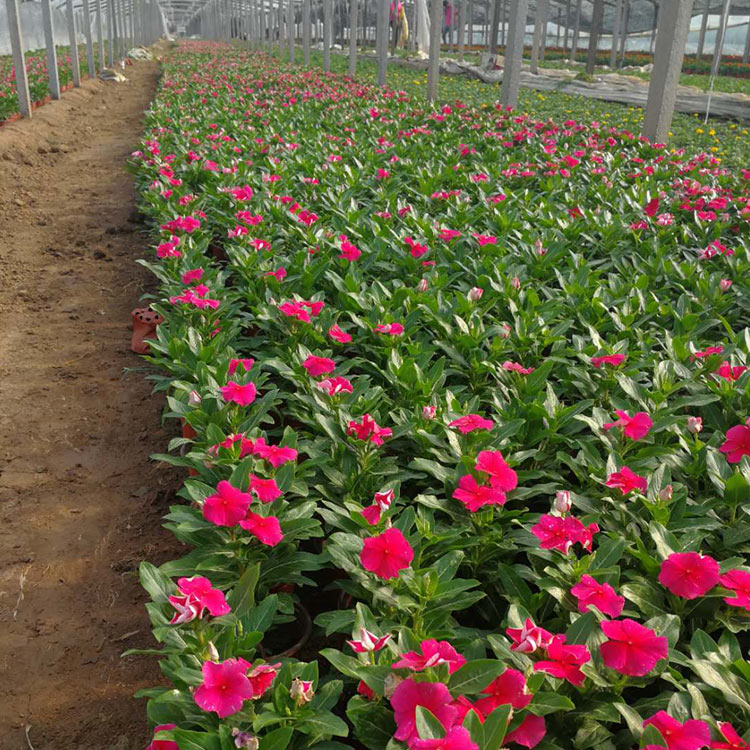 长春花 基地供应 青州天天开种植基地