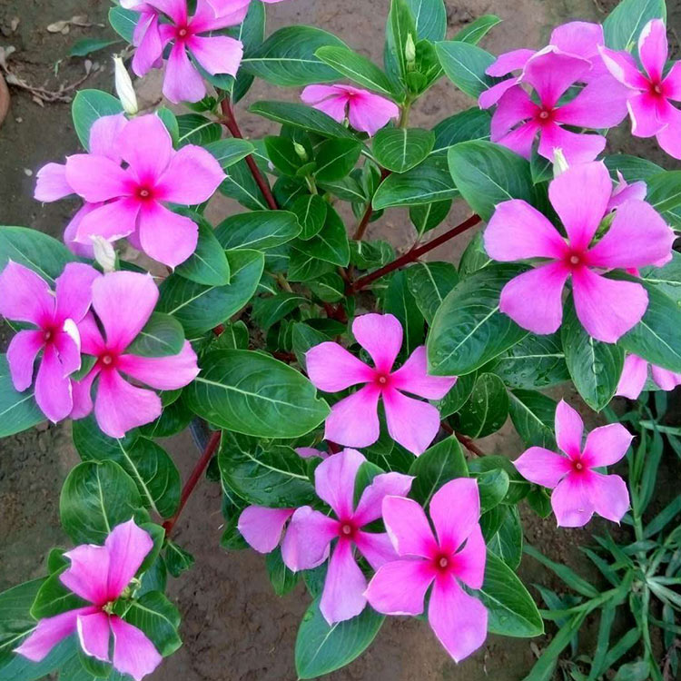 长春花出售 量大优惠 浩菲花卉基地供应