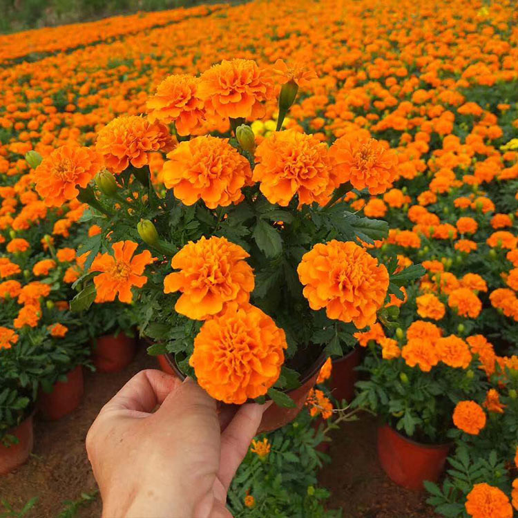 浩菲花卉孔雀草 花海绿化 价格优惠