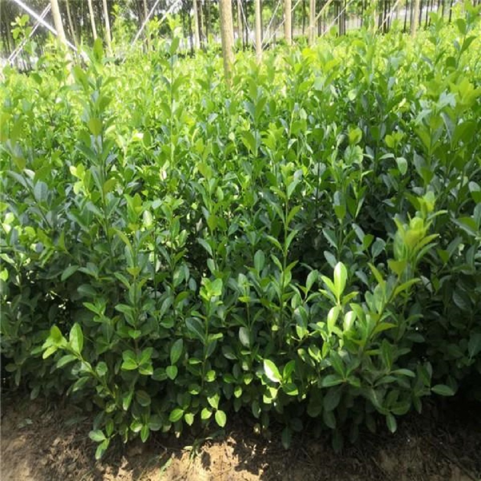 卫矛培育基地 绿化苗木出售 山东卫矛