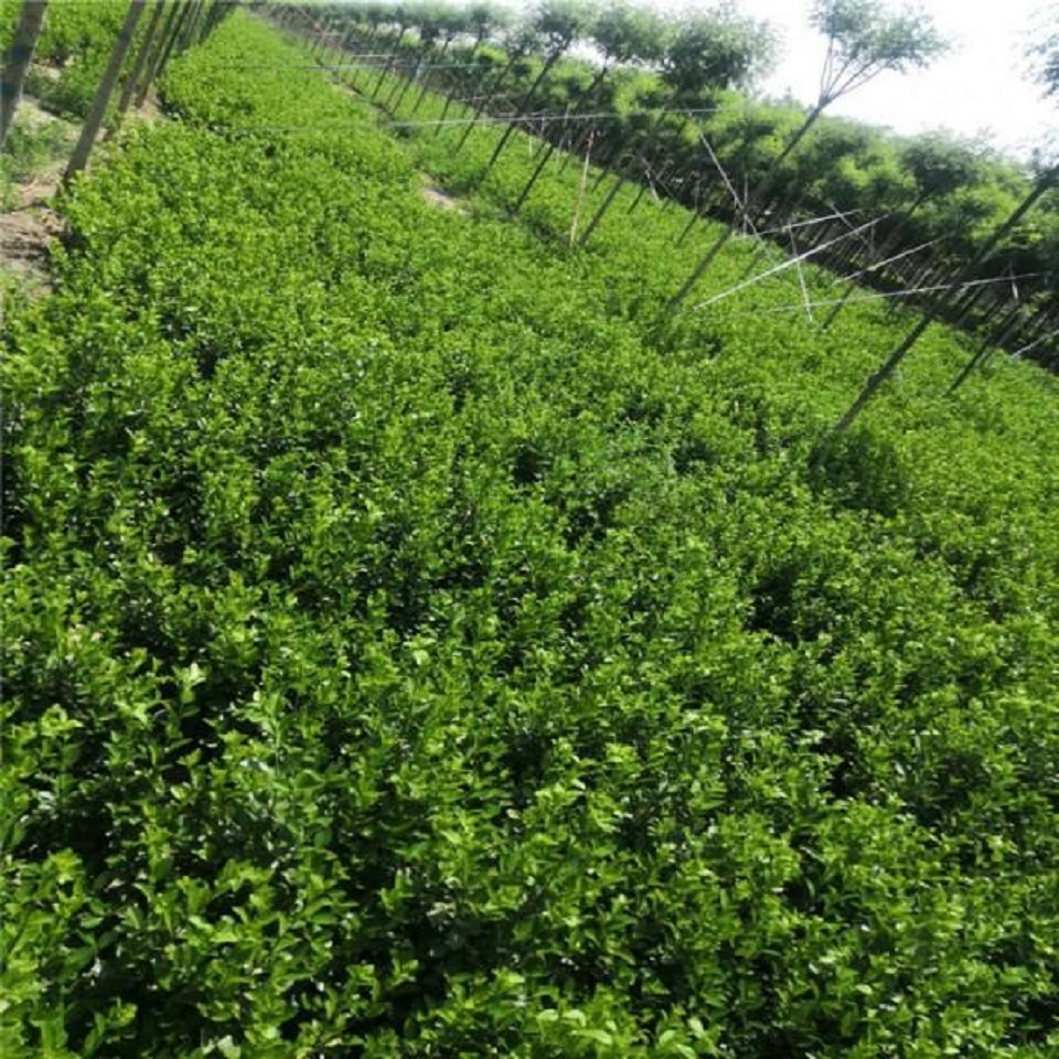 卫矛销售 绿篱用 山东绿色灌木卫矛