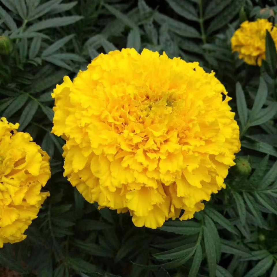 苗圃供应现货 万寿菊小苗 万寿菊种植基地