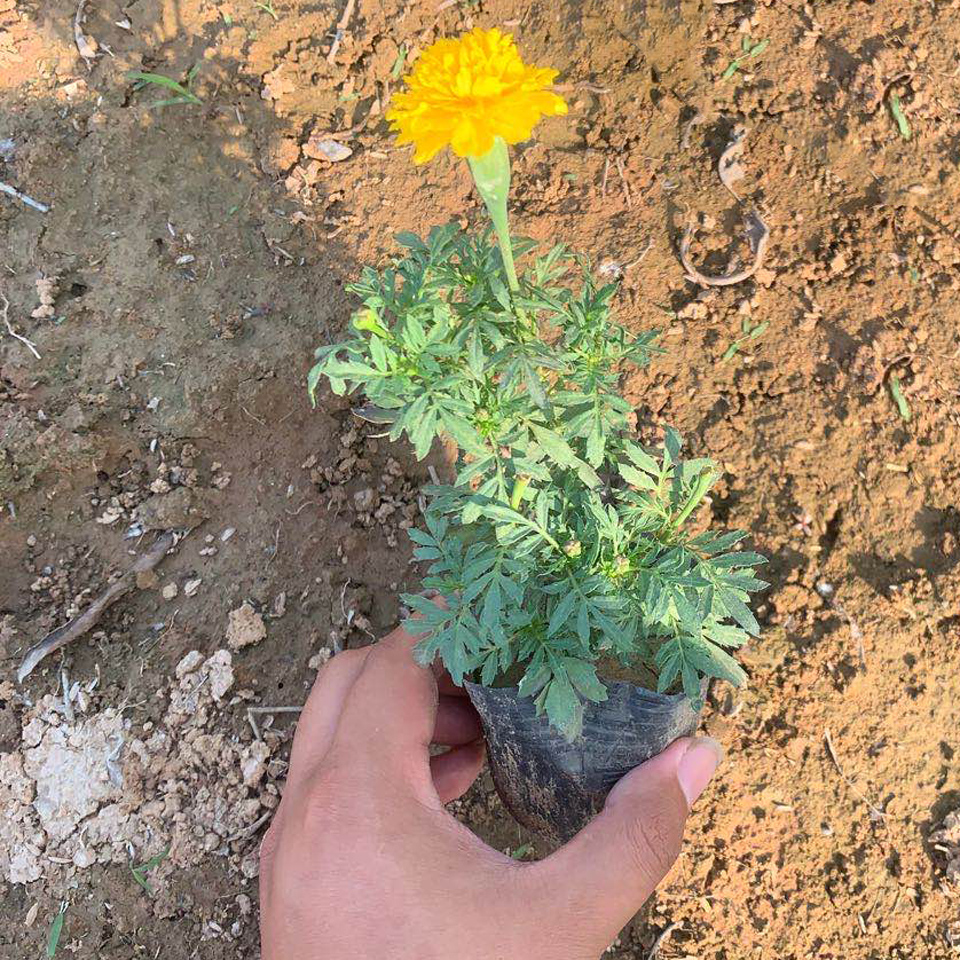 孔雀草报价 孔雀草种植基地  孔雀草报价