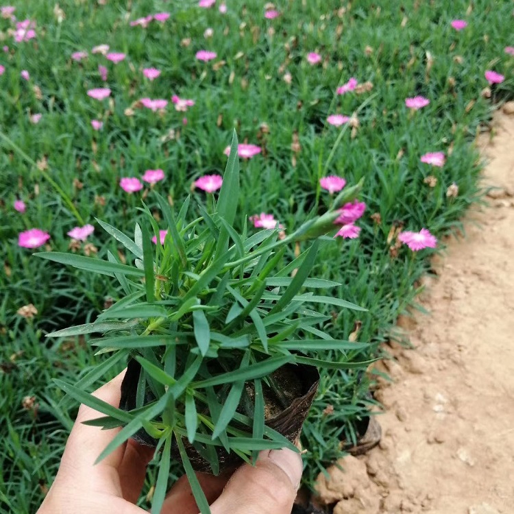 苗圃基地批发 彩虹石竹 彩虹石竹供货商