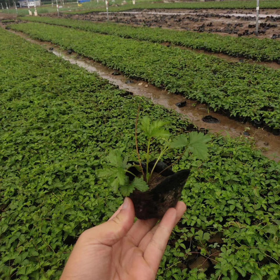 青州委陵菜 草花批发基地 委陵菜供应商