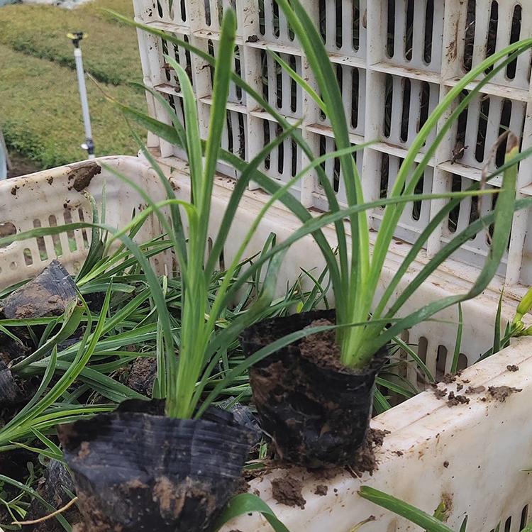 金娃娃萱草行情 青州金娃娃萱草