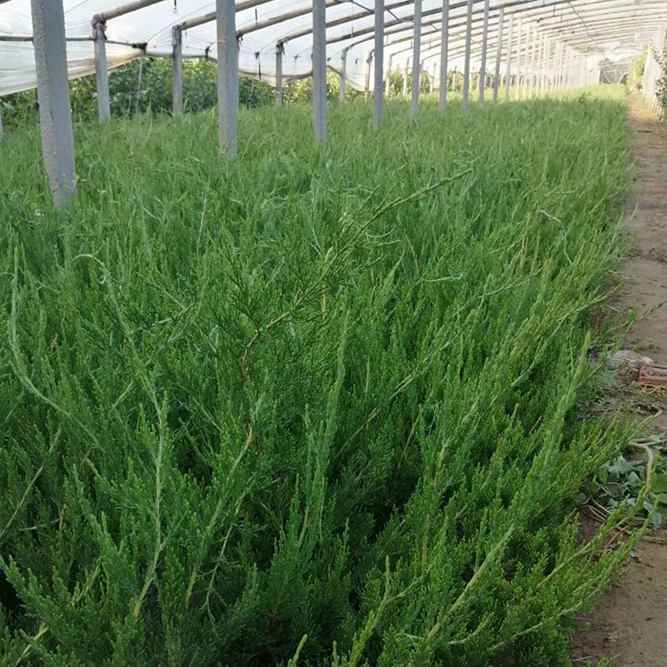 青州小龙柏供货商 采购基地 绿化小龙柏