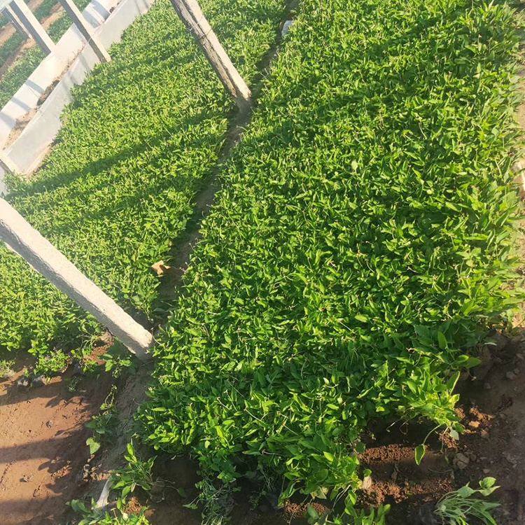 宿根紫花地丁 草花种植基地 森灏园林 紫花地丁价格
