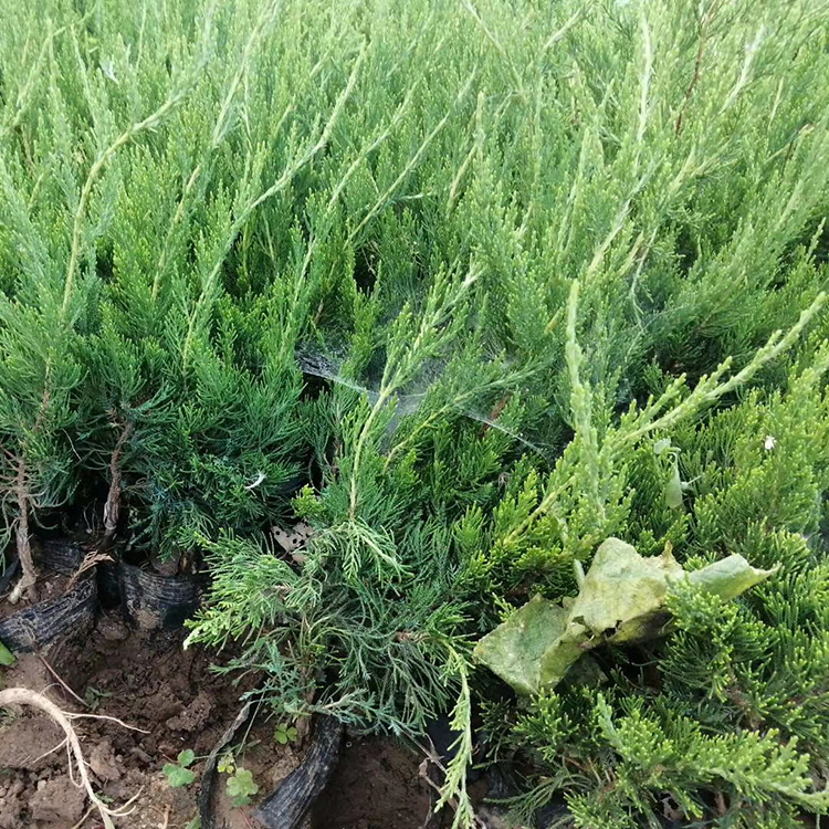 绿化苗木批发 绿化小龙柏 小龙柏种植基地
