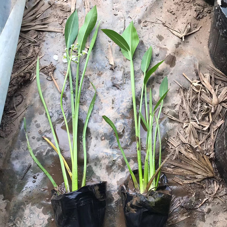 梭鱼草小苗 基地供应 梭鱼草小苗批发商