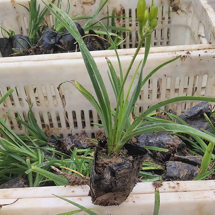 黄花金娃娃萱草 欢迎选购 青州金娃娃萱草批发