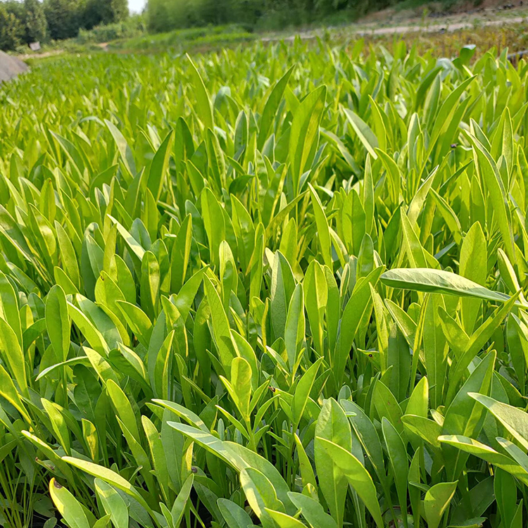 千屈菜小苗 山东草花 千屈菜批发商 好苗预定