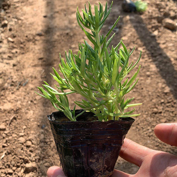 佛甲草 青州佛甲草销售