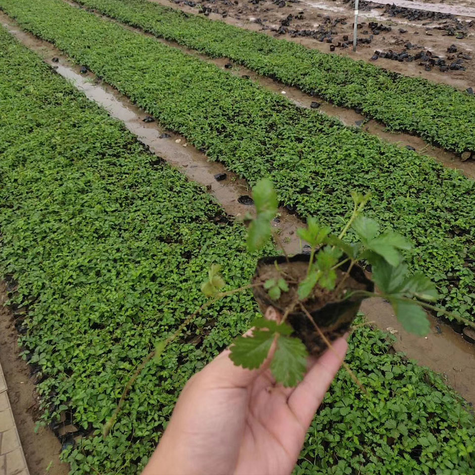 青州三叶委陵菜 大量供应 三叶委陵菜行情