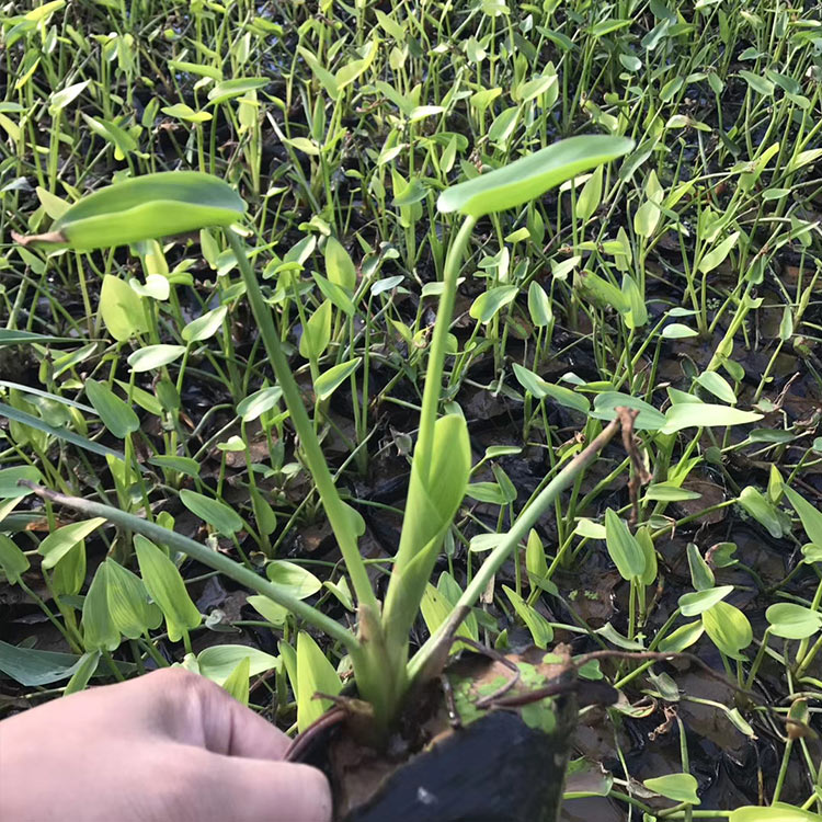 梭鱼草 青州梭鱼草 新苗上市