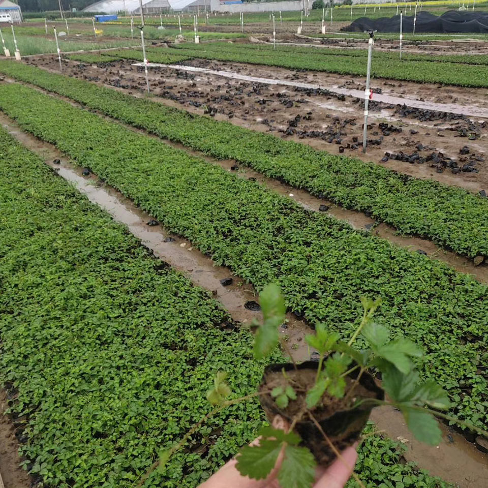 三叶委陵菜 青州三叶委陵菜 批发直供