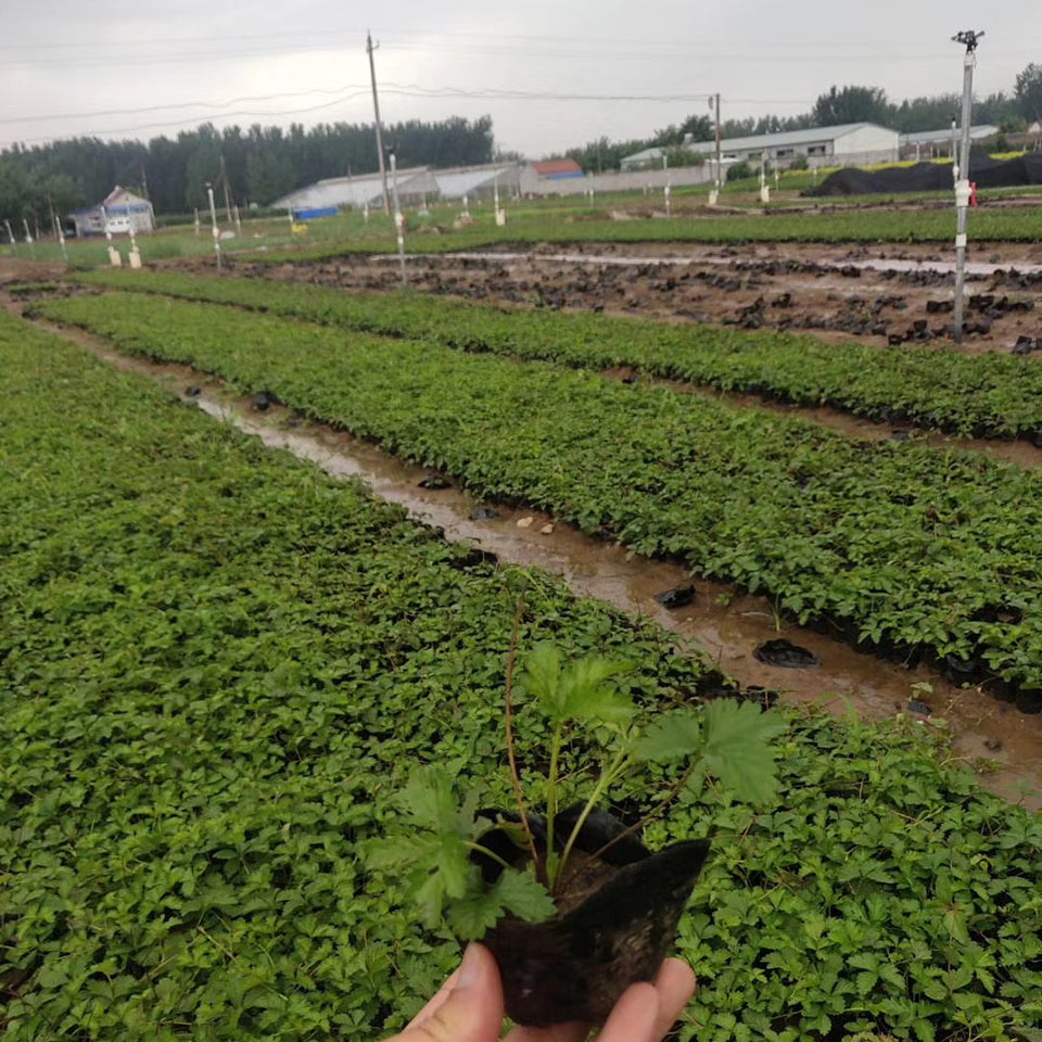 委陵菜 大量供应 山东委陵菜