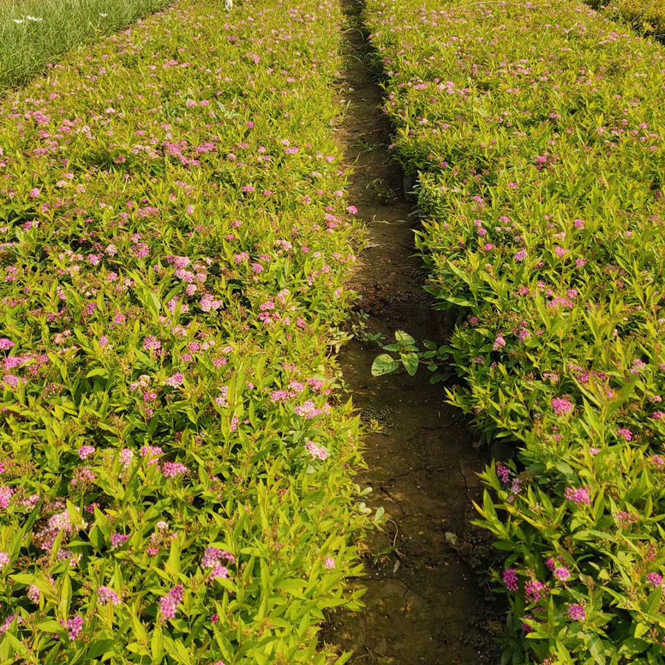 青州苗圃基地 绣线菊 山东绣线菊