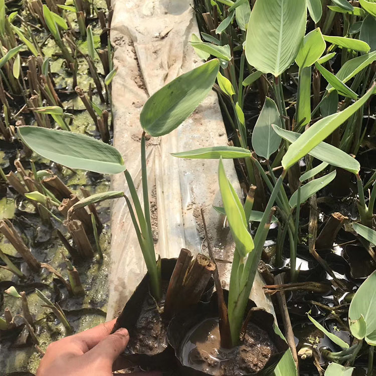 梭鱼草盆栽 价格从优 梭鱼草盆栽价格
