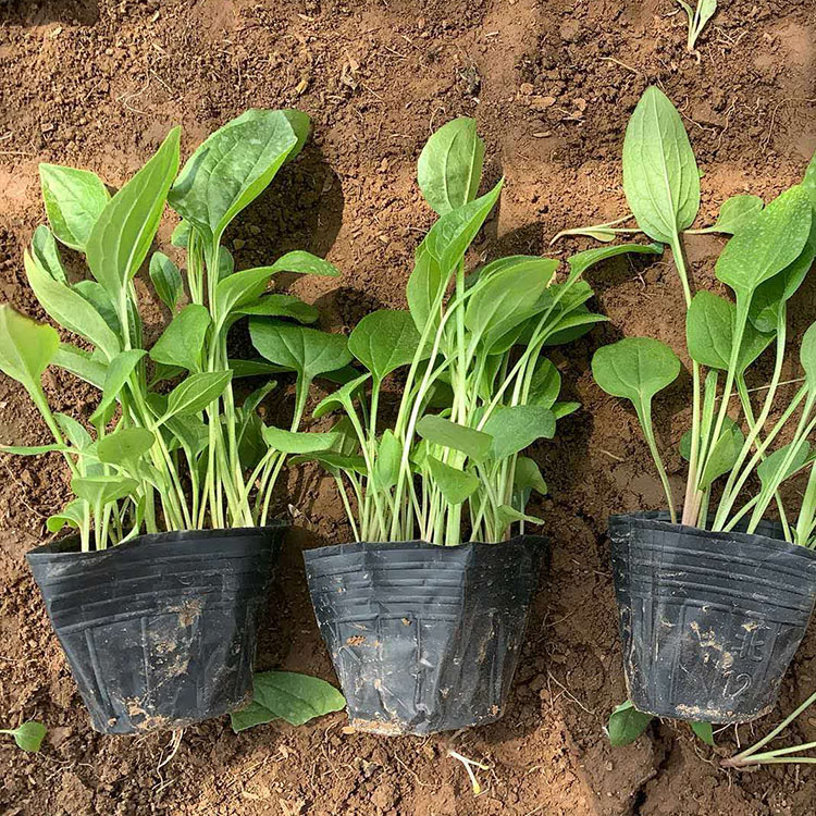 松果菊小苗批发商 量大优惠 山东松果菊小苗