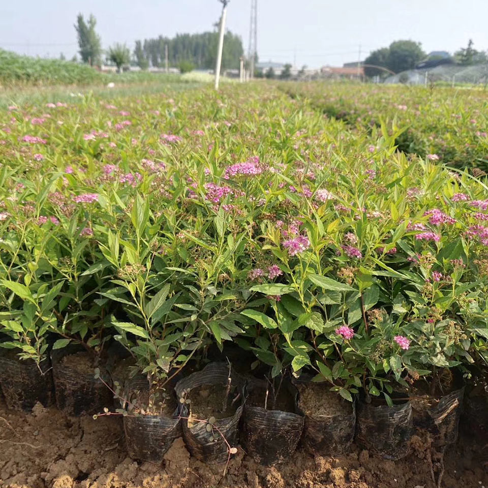 金山绣线菊供应商 绿化工程用苗 金山绣线菊
