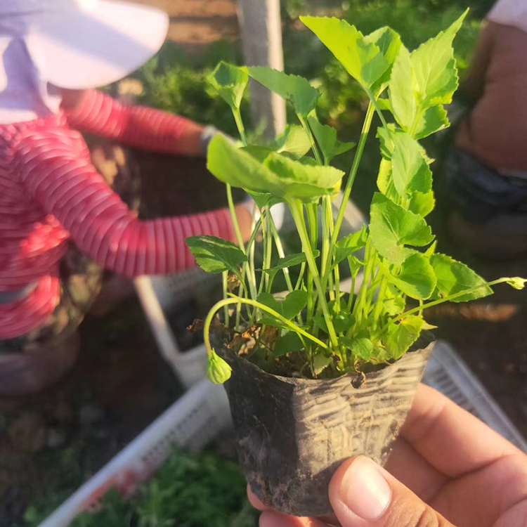 紫花地丁种植基地 量大优惠 一二年宿根花卉 宿根紫花地丁