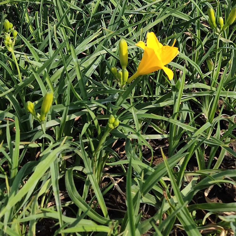 金娃娃萱草 单花时间长 株型矮壮 地被观赏草批发