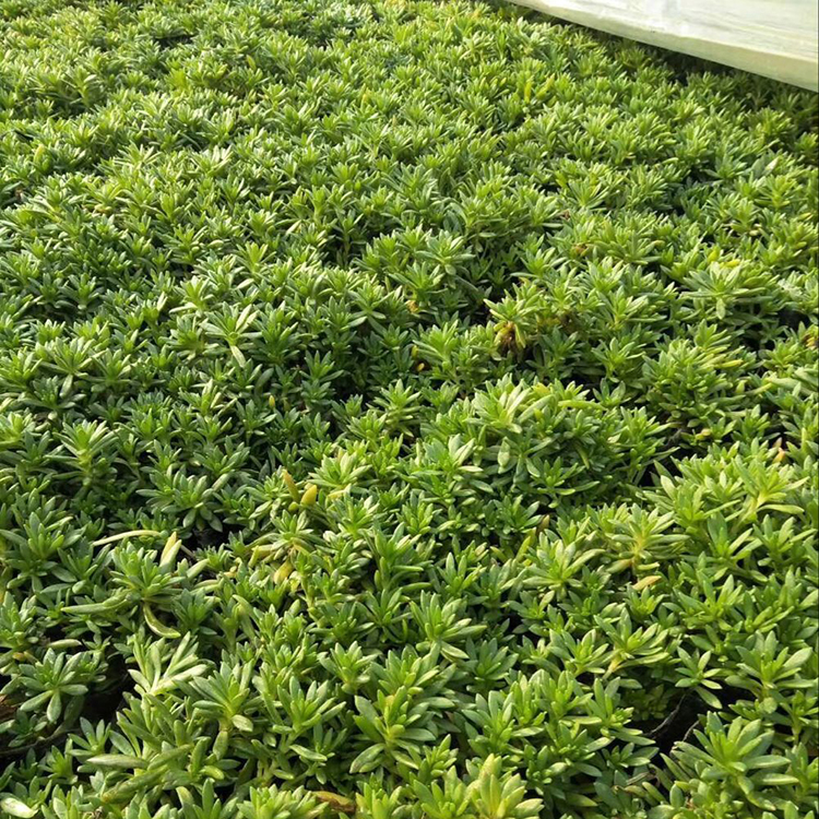 佛甲草种植基地 佛甲草 佛甲草图片