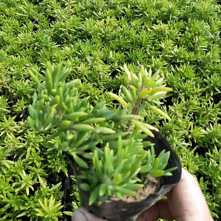 销量好的佛甲草基地 佛甲草 大量批发佛甲草