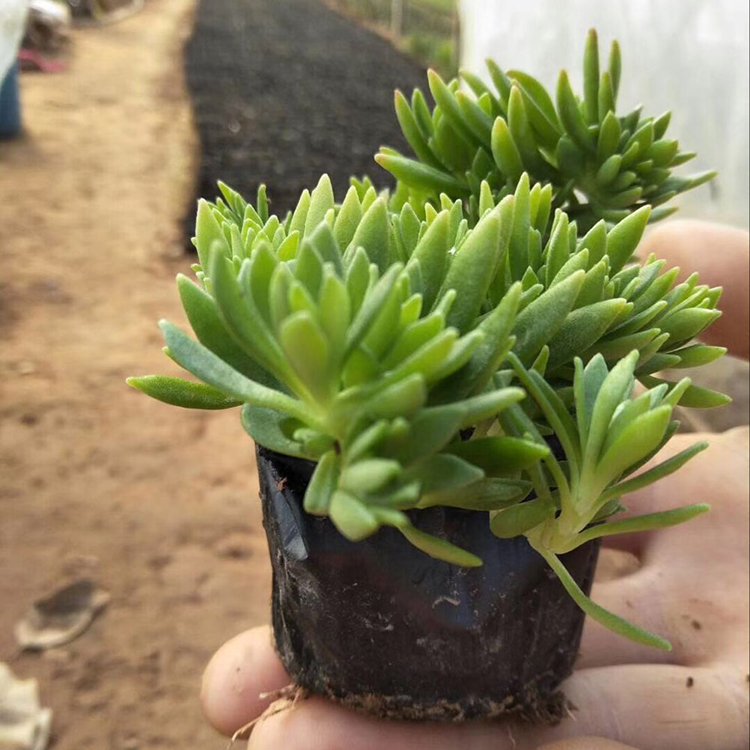 佛甲草小苗批发 森瑜佛甲草直销 大量批发佛甲草