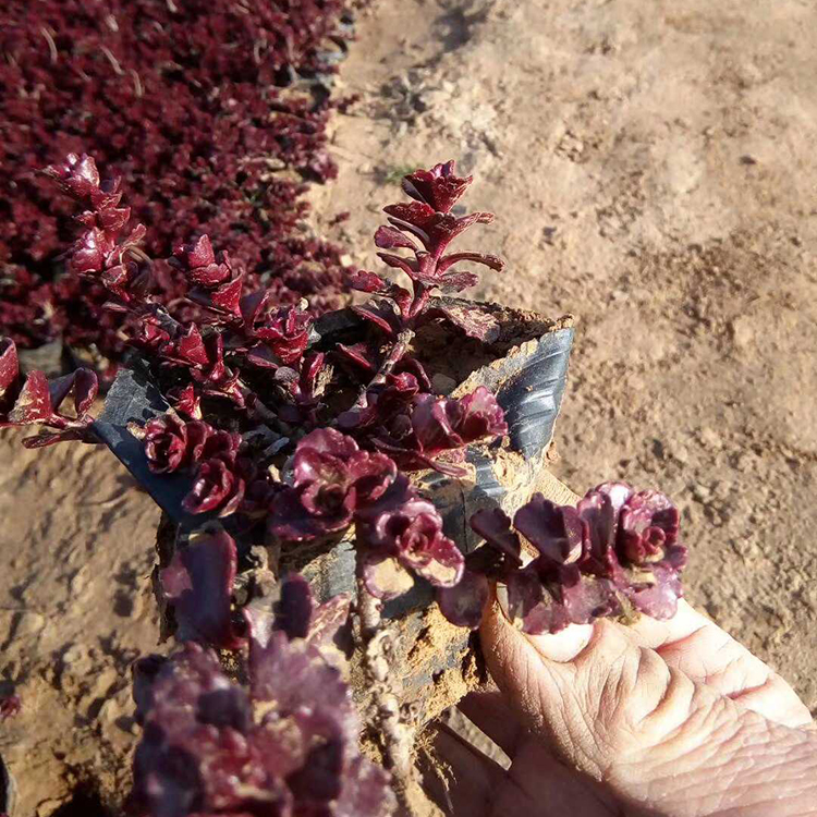 森瑜红景天小苗 红景天价格