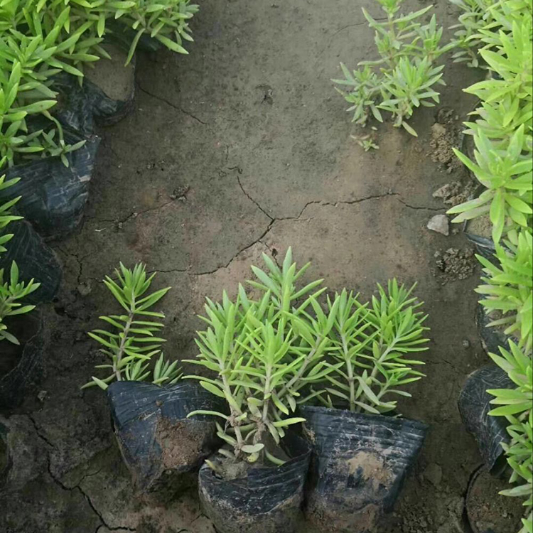 盆栽佛甲草小苗批发基地 森瑜花卉供应优良佛甲草