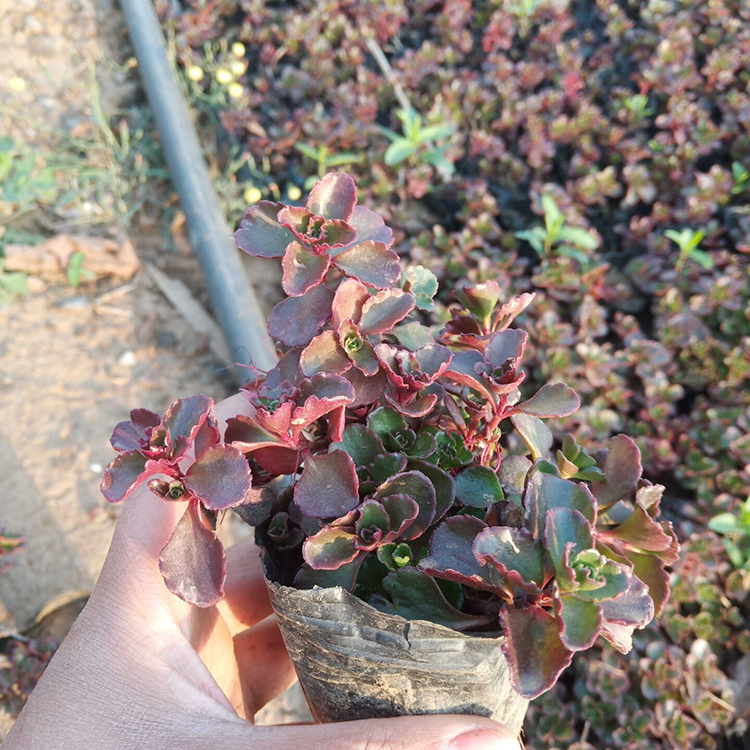 大量供应红景天小苗 森瑜红景天价格