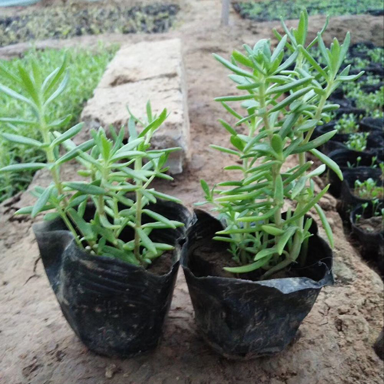 佛甲草报价 佛甲草 青州佛甲草
