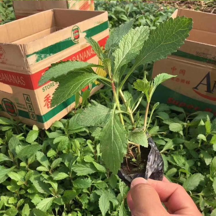 柳叶马鞭草价格 大量批发 青州柳叶马鞭草