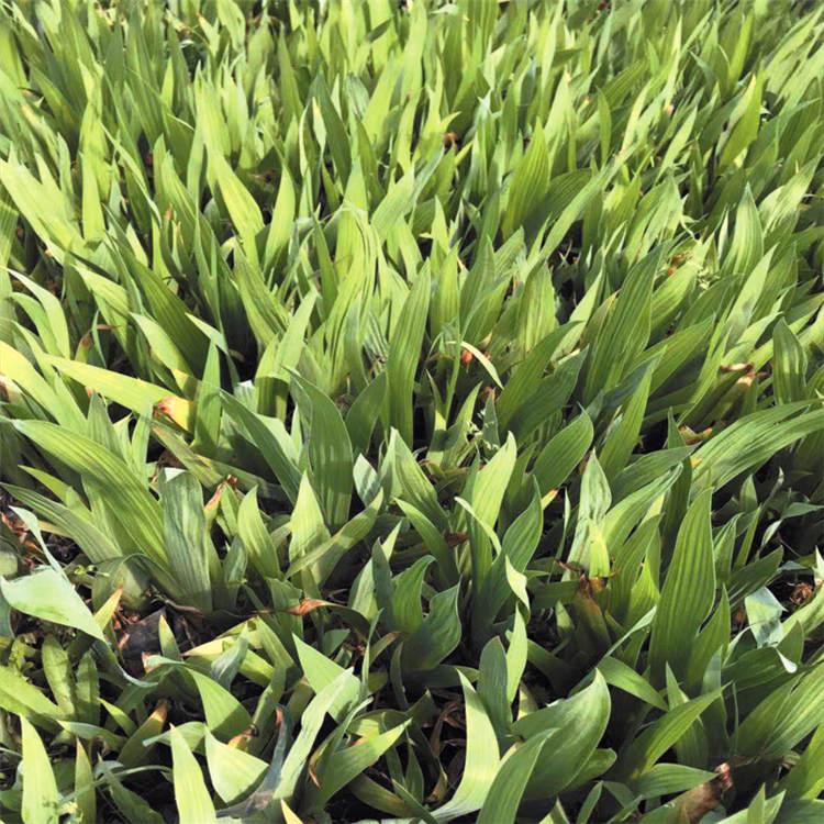 鸢尾 山东鸢尾 批发大量 鸢尾价格