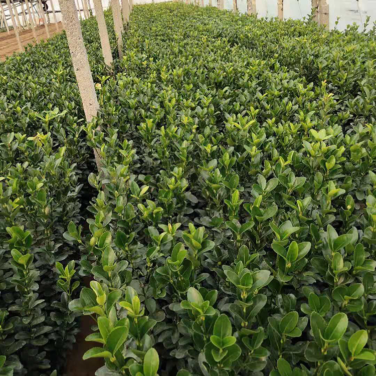 山东冬青 苗圃供应 冬青价格